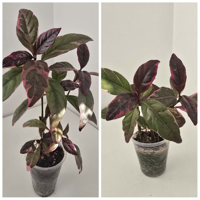 Комнатные растения