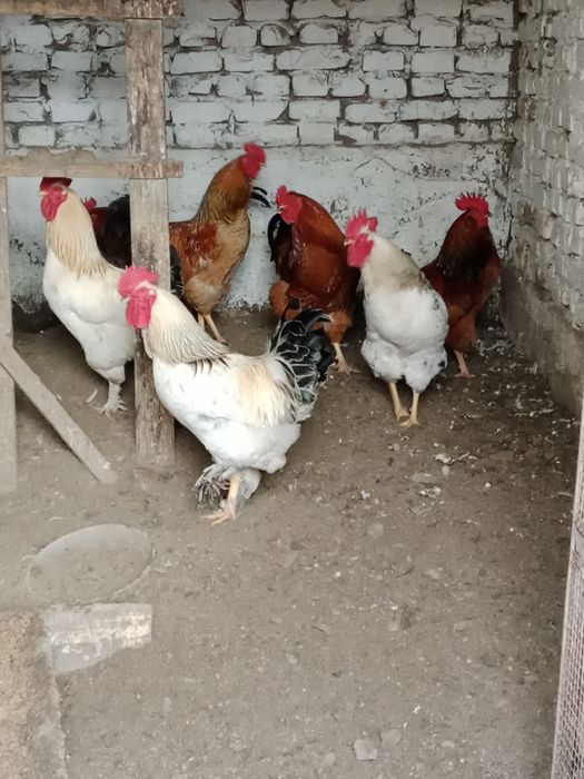 Продам породистых петушков