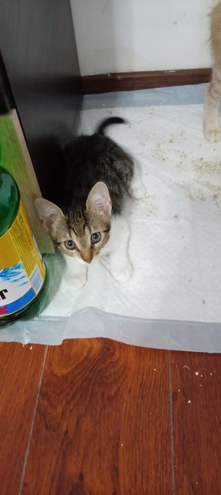 Pisicuță pentru adopție . Pentru oameni iubitori de animale