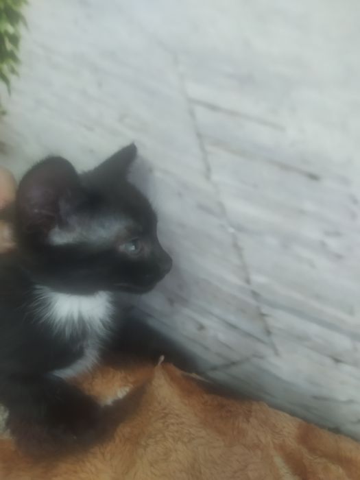 Отдадим котиков в добрые руки