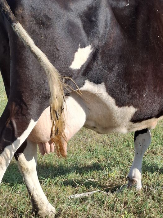 Vaca buna de lapte fatata de 2 luni  20 kg lapte la zi
