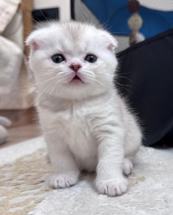 Вязка. Шотландский вислоуий кот.