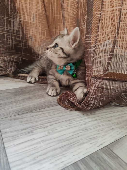 Скоттиш Страйт (мальчик)