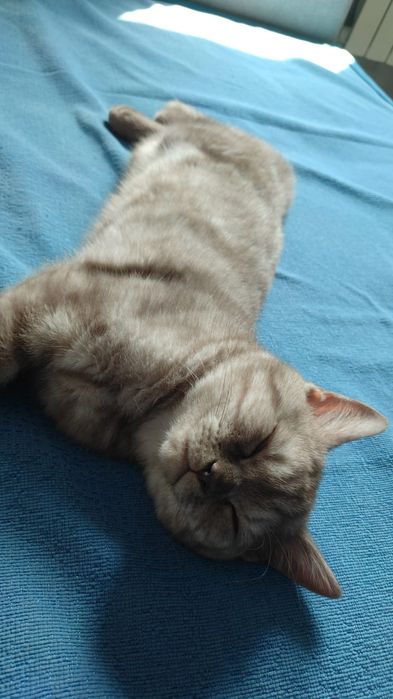 Шотландский котенок, мальчик