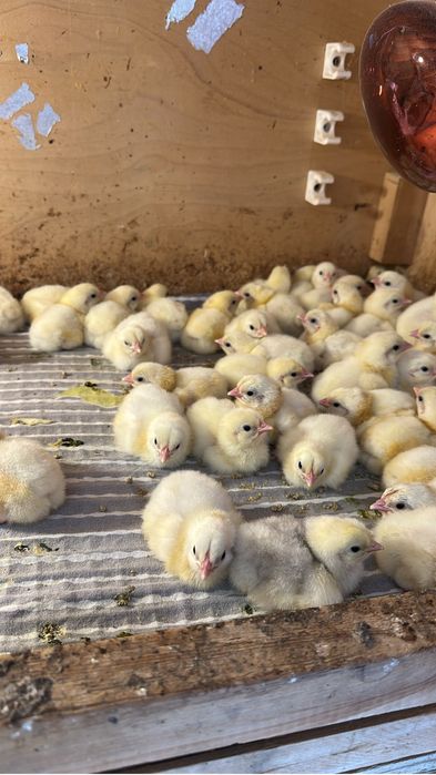 Броллер цыплята кобб 500