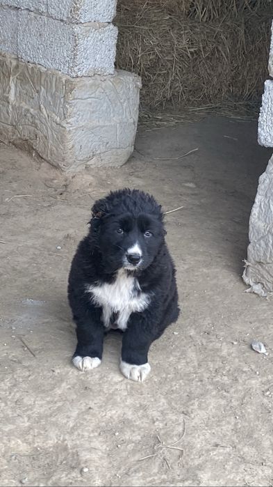 Күшік иттер собаки