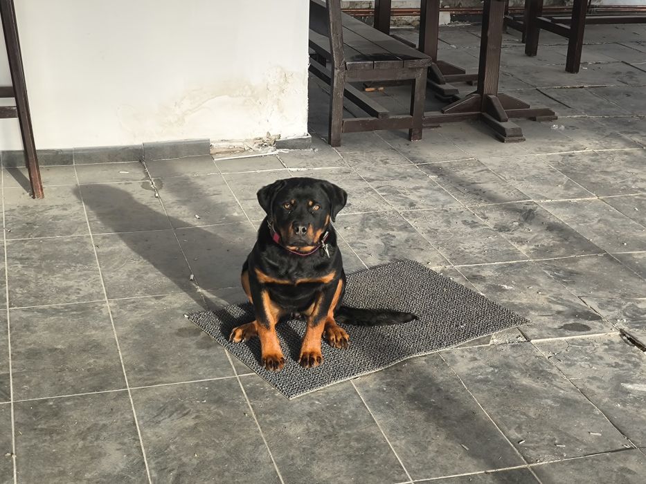 Femela rottweiler