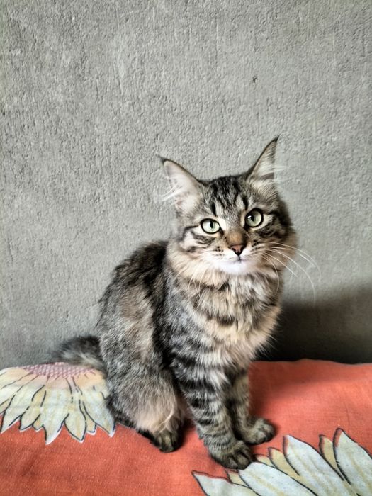 Отдам кошечку в добрые руки