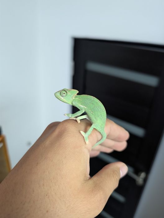 Cameleon (Veiled Chameleon)