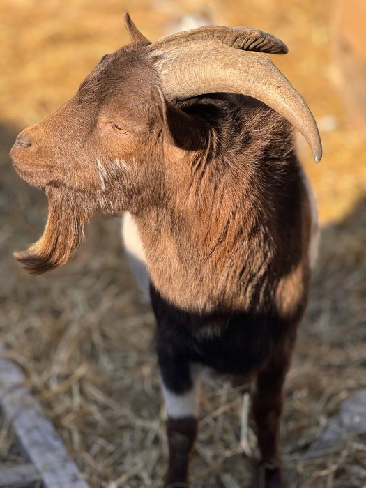 Камерунские козы