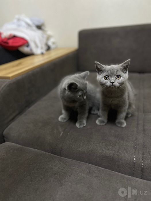 Котята мальчики 3 месяца скоти страйк