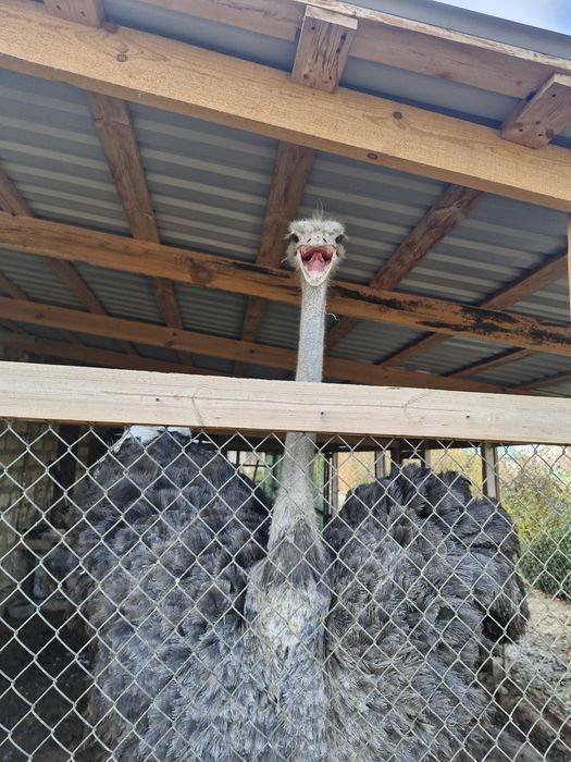 Страус африканский