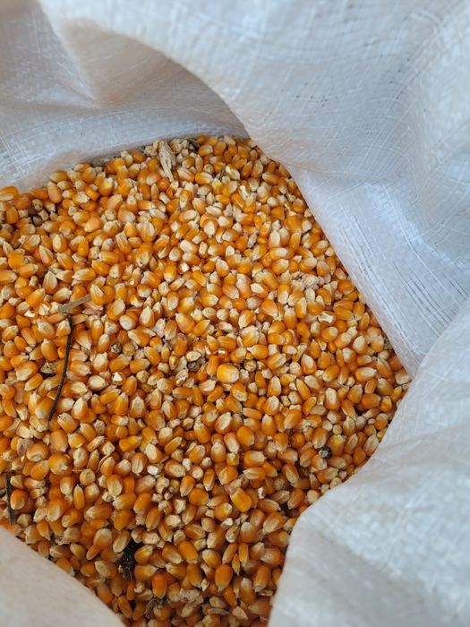 Grăunte mărunte 1,3ron/kg