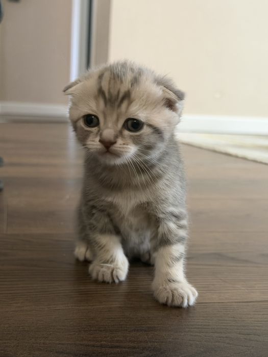 Шотландские вислоухие котята-девочки