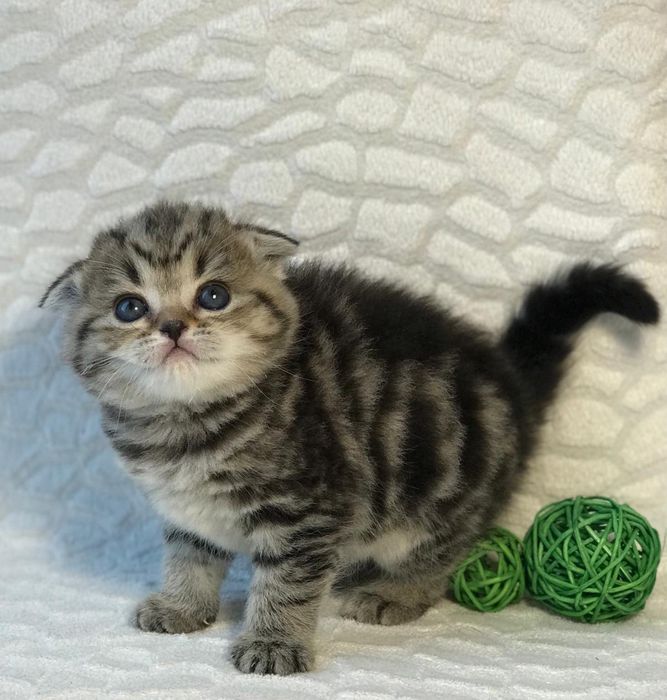 Котята Шотландцы.