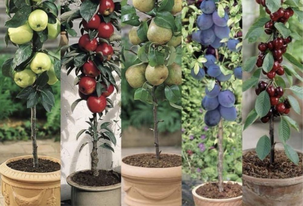 Pomi fructiferi columnari soiuri diverse