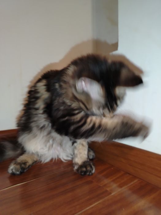 Fetița, rasa pura Maine Coon