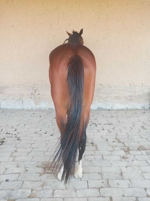 КОНЬ, продается чистокровный