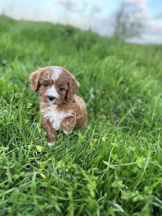 Кавапуу /Той пудел