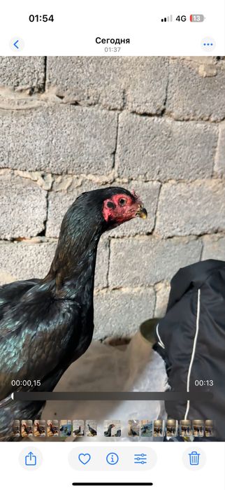 Таза ганой апрелски