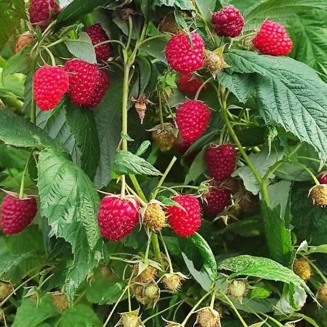 Malina ko'chat sotiladi