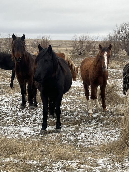 Үлкен бие үрғашы кұлынымен