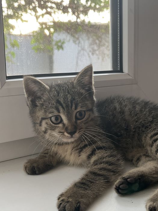 Продам котенка мальчика