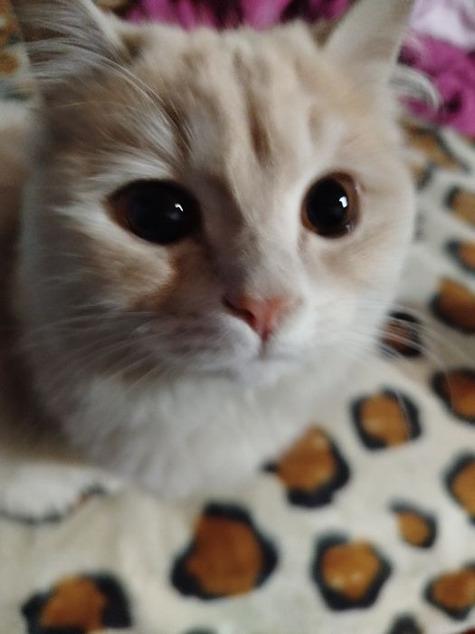 Qizbola mushuk shunga ogl sherik kerak