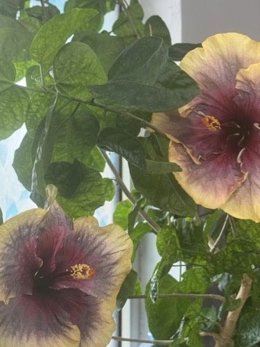 Сортовые гибискусы излишки