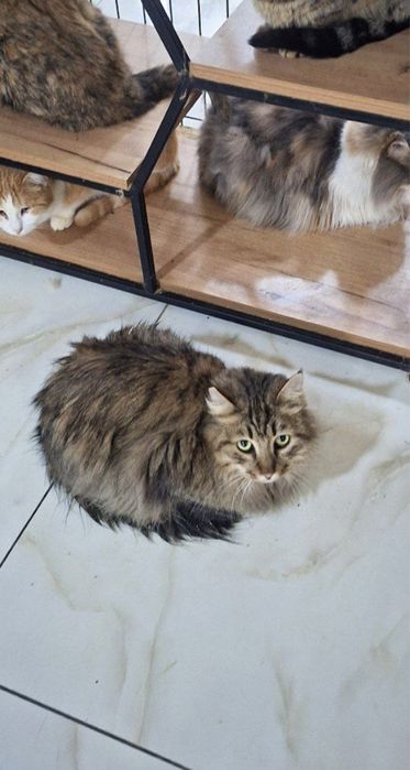 Пристраивается кот