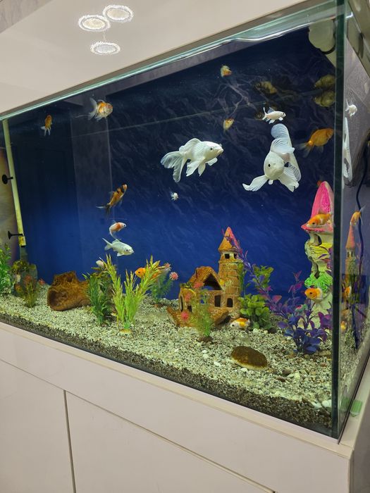 Kamplekt Akvarium 400L + Baliqlar + Mebel + Atman filtr bilan sotiladi
