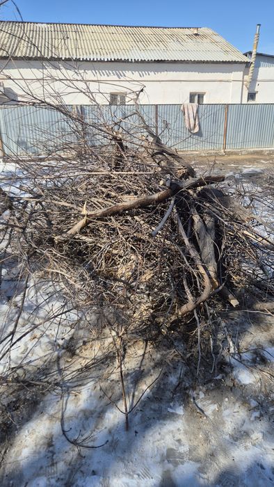 Тал ағаш отын бревно дрова тегін. Бесплатно