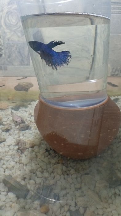 Балик сотилади петушок гупи шокилон