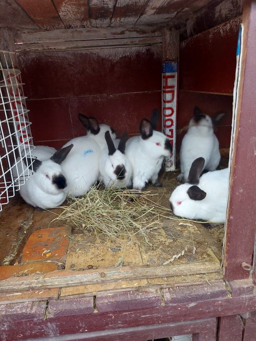 Iepuri urias german.