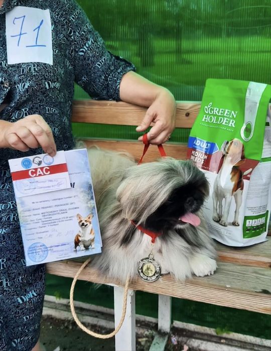 Продам щенка пекинеса