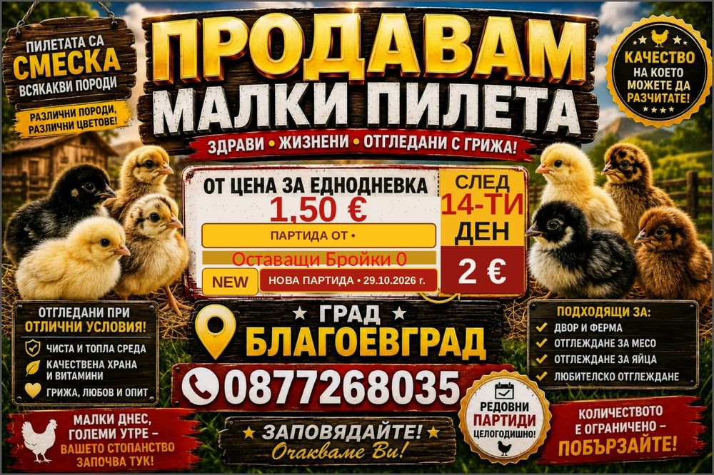 Малки кокошки/пилета