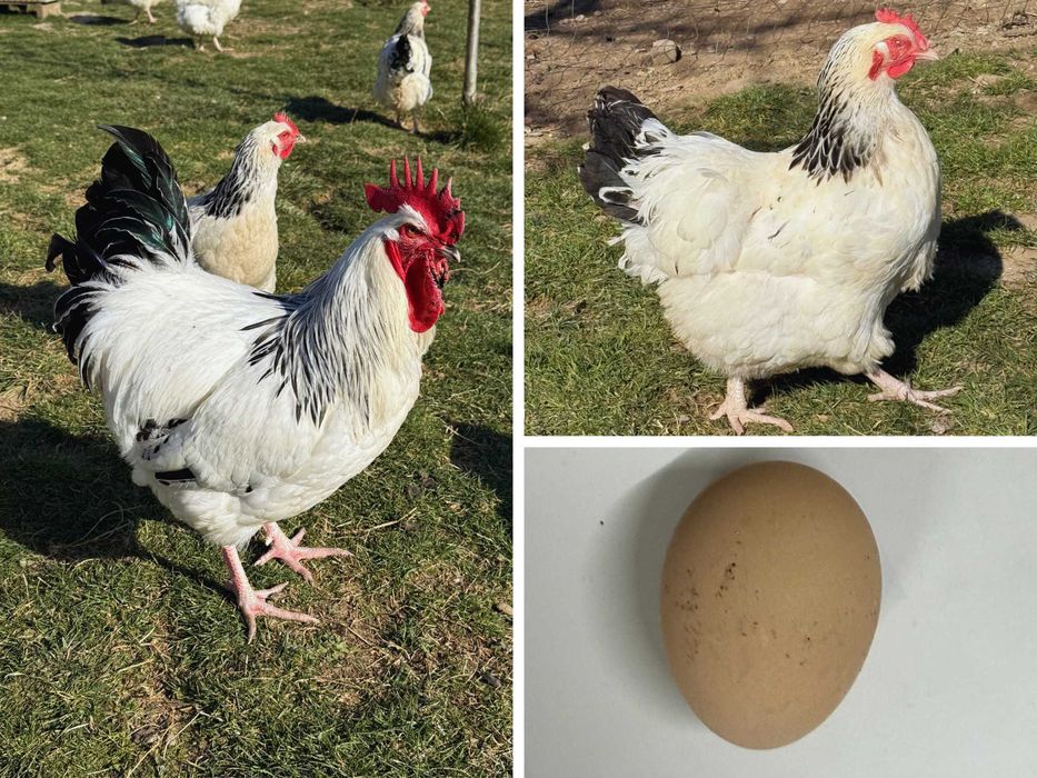 Vând ouă pentru incubat – diferite rase