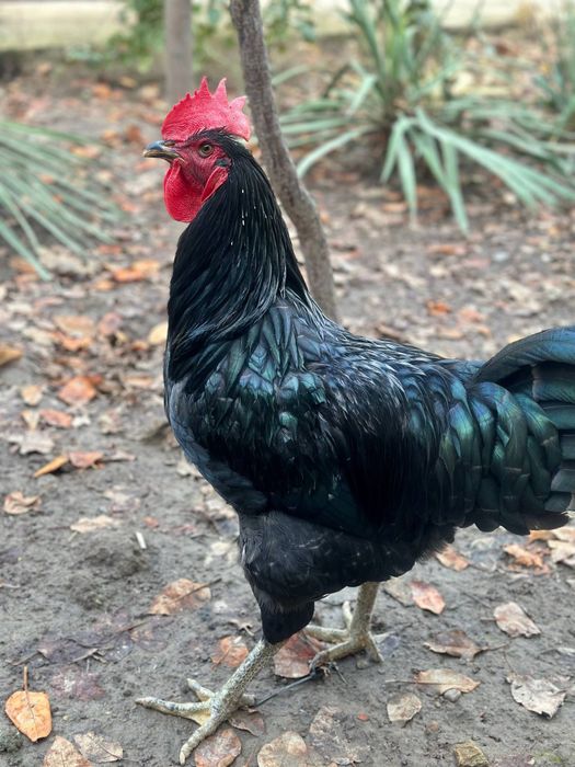 Кора Шахзода Гигант хурозлари сотилади . Домашный хурозлар