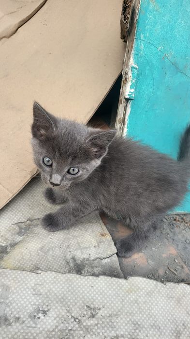 Одам котят в хорошие руки