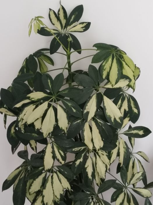 Домашние цветы Шефлера