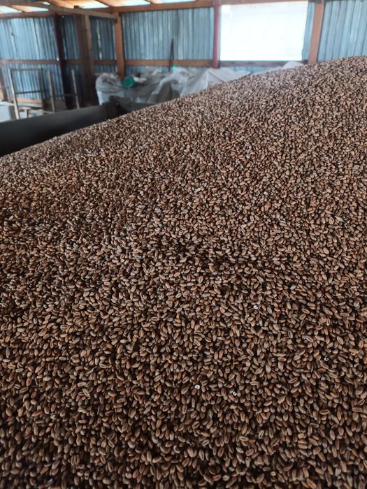 Vând grâu recolta 2025