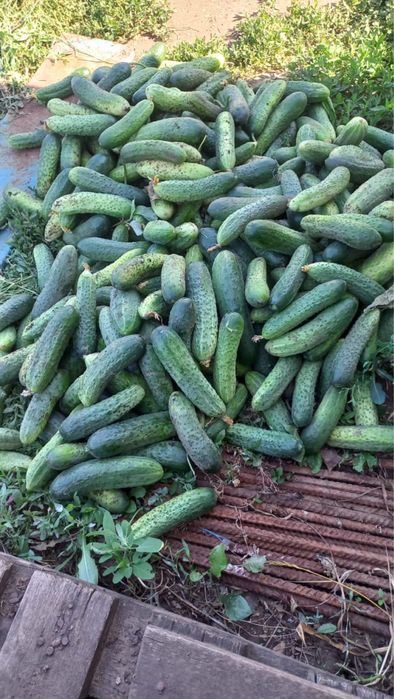 на продажу огурцы дачные
