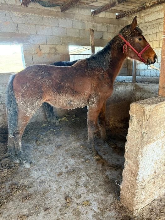 Бір жасар ұрғашы құлындар