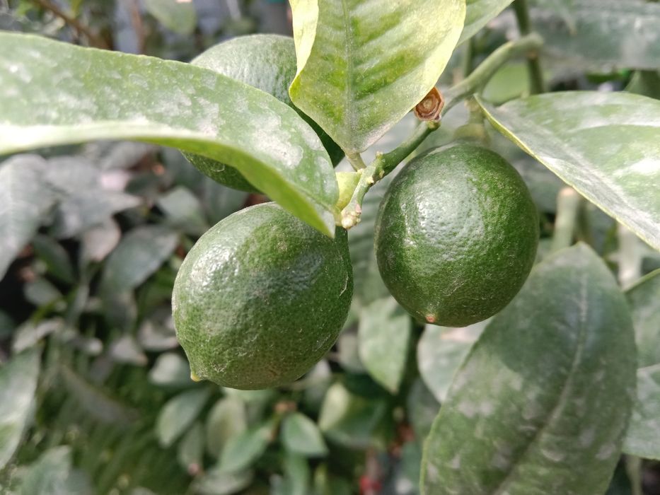 Продам цитрусовые