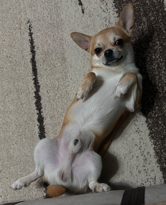 Ищем невесту для Арчи