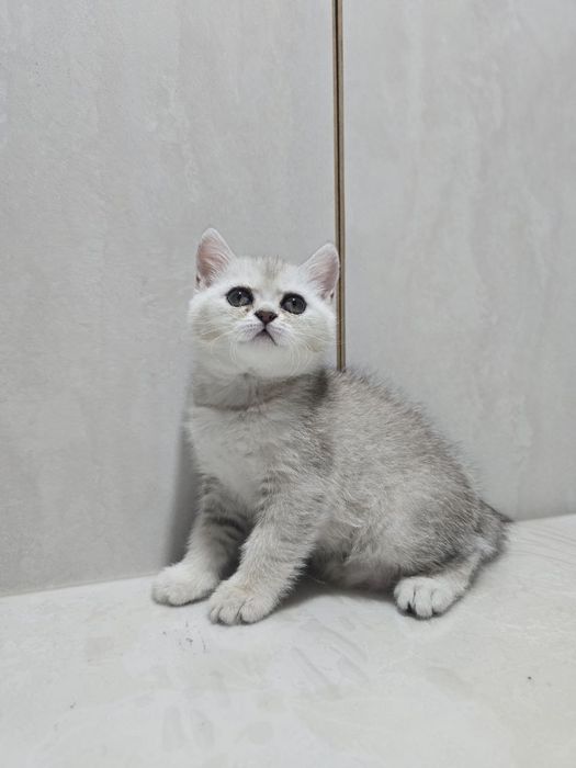 Serebristiy shinshilla