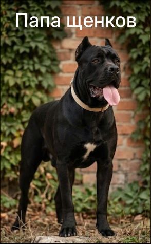 Italian Cane Corso