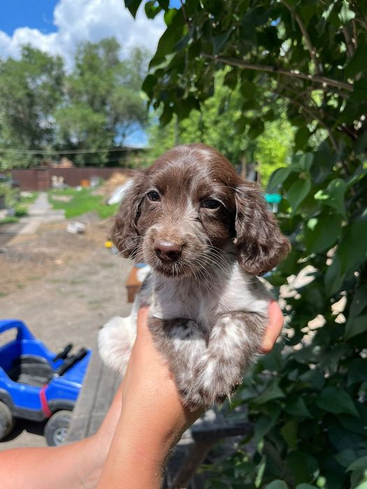 Щенки русского спаниеля