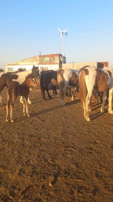 Продам табун лошадей. Кобылы(жерёбые) и жеребец .