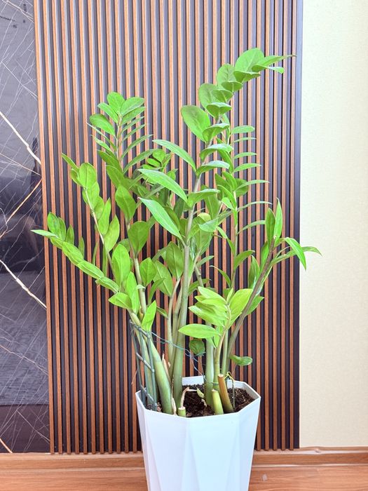 Продам замиакулькас